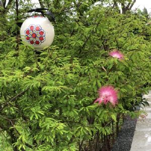 盆栽庭園裝飾陶瓷球